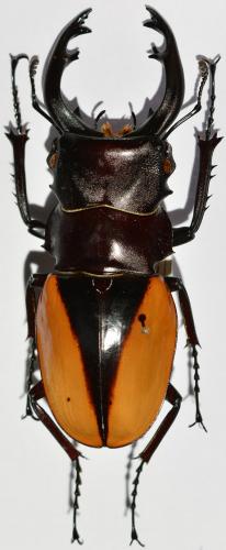 Réf. 247 856 : Odontolabis cuvera